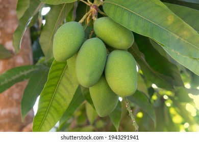 Indica mangifera