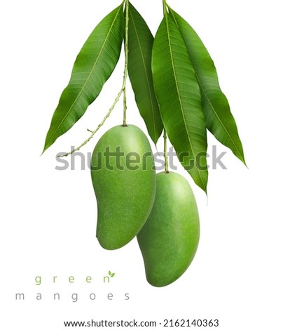 fresh green mangoes hanging from the tree covered with mango leaves - image