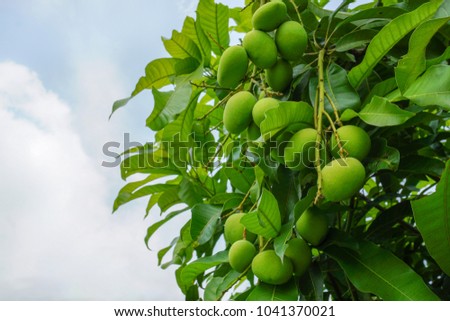 Fresh green mangoes on a mango tree. Mangifera indica L. Var.
