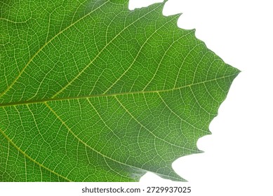 Fresh green maple leaf macro texture shows natural vein patterns and botanical detail in a close up summer foliage structure