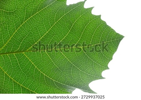 Fresh green maple leaf macro texture shows natural vein patterns and botanical detail in a close up summer foliage structure