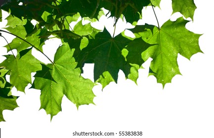 Fresh green maple leaves isolated on a white background
