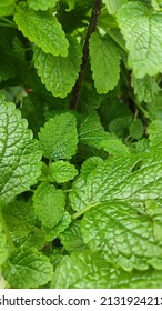 Fresh Green Melissa (Lemon Balm) Background. Used In Culinary As A Flavoring, Is Also Used Medicinally As An Herbal Tea, Or In Extract Form. Lemon Balm Is Very Popular In Aromatherapy.