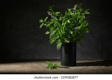 Fresh Green Mint In Black Tin Can In Studio