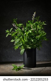 Fresh Green Mint In Black Tin Can In Studio