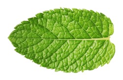 Fresh Green Mint Leaf Isolated On White, Top View