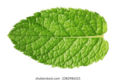 Fresh green mint leaf isolated on white, top view - Powered by Shutterstock