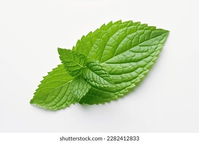 Fresh green mint leave isolated on white background - Powered by Shutterstock