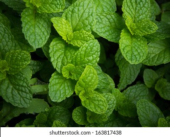 fresh green mint leaves
