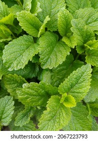 Fresh green Mint leaves. Mint background