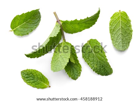 fresh green mint leaves isolated on white background, top view