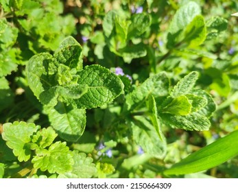 Fresh green mint plant with leaves. Foliage spring background - Shutterstock ID 2150664309