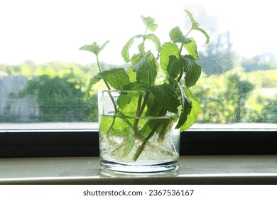 fresh green mint plant or mentha piperita citrata herb growing in water glass at indoor house window sill with Rooting in blur background,selective focus - Powered by Shutterstock