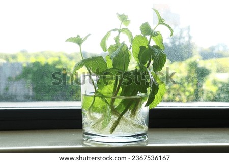 fresh green mint plant or mentha piperita citrata herb growing in water glass at indoor house window sill with Rooting in blur background,selective focus
