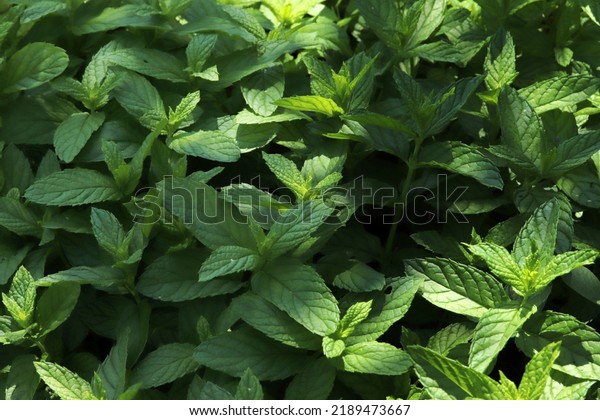 Fresh green mint\
plants in growth at\
field.