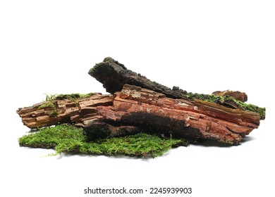 Fresh green moss on rotten branch isolated on white, side view