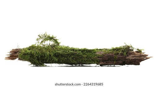 Fresh green moss on rotten branch isolated on white, side view - Shutterstock ID 2264319685