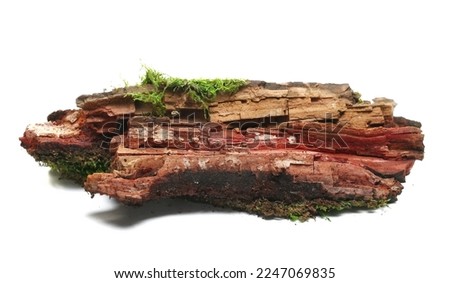 Fresh green moss on rotten branch isolated on white, side view