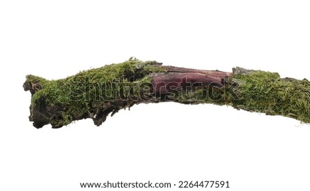 Fresh green moss on rotten branch isolated on white, side view