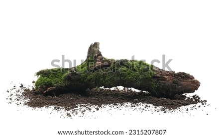 Fresh green moss on rotten branch and dirt isolated on white, side view, clipping path
