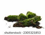 Fresh green moss on wet rotten branch and stone isolated on white, side view