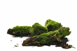 Fresh Green Moss On Wet Rotten Branch And Stone Isolated On White, Side View