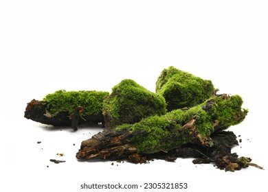 Fresh green moss on wet rotten branch and stone isolated on white, side view - Powered by Shutterstock