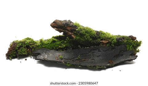 Fresh green moss on wet tree bark isolated on white, side view - Powered by Shutterstock