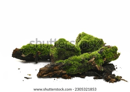 Fresh green moss on wet rotten branch and stone isolated on white, side view