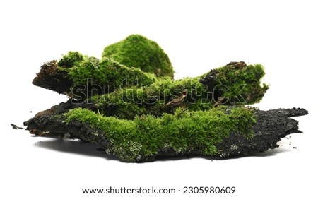 Fresh green moss on wet tree bark isolated on white, side view
