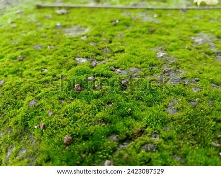 Fresh Green Moss Plant on Wall with Blurred Background #FreshGreenMossPlant #Wall #BlurredBackground Stock photo © 
