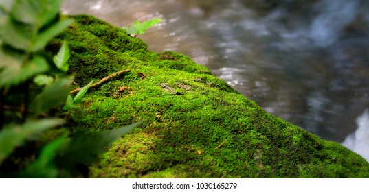 71,389 Mossy Rock Images, Stock Photos & Vectors | Shutterstock