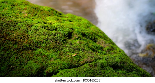 fresh green moss rock texture in the forest with waterfall background 