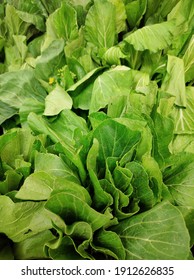 Fresh Green Mustard Greens Leaf