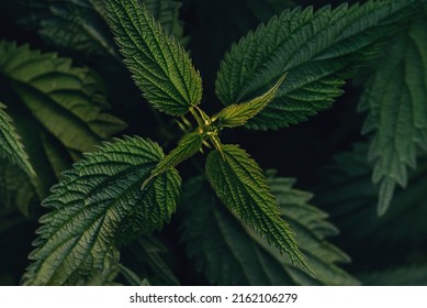 Fresh Green Nettle Bush In The Forest. Top View. Medicinal Plant. In Folk Medicine It Is Recommended As A Diuretic For Skin Diseases, Dropsy, Cough, Hair Loss. Dark Key.