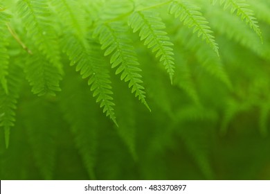 Fresh green New Zealand fern backgrounds