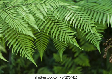 Fresh green New Zealand fern background