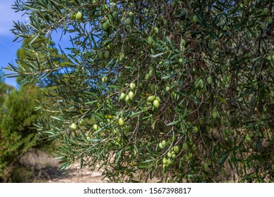 Fresh green olive trees growing outdoor in olive garden in Greece. Horizontal color photography.