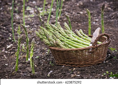 Fresh Green Organic Asparagus Growing On The Garden