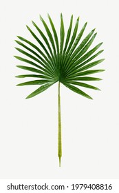 Fresh Green Palm Leaf Mockup