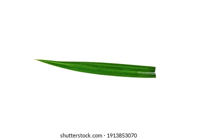 Fresh Green Pandanus Leaf, Studio Shot Isolated On White Background