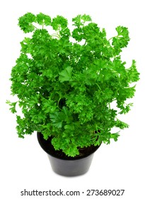 Fresh Green Parsley In A Pot Isolated On A White Background