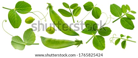 Fresh green pea leaves isolated on white background with clipping path, young pea pods collection, package design elements