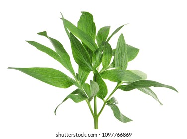 Fresh Green Peony Leaves On White Background