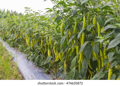 Fresh Green Pepper Branch In Culture Field