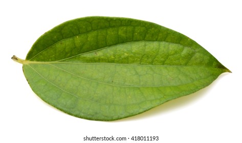 677,004 Pepper leaves Images, Stock Photos & Vectors | Shutterstock