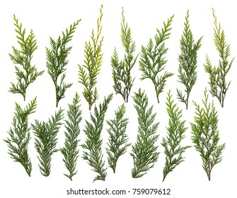 Fresh Green Pine Leaves Isolated On White Background