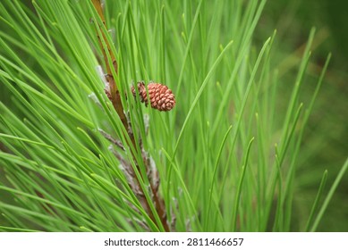 Fresh Green Pine Needles with Tiny Cone
