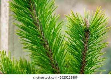 Fresh green pine tree branches reach toward the sunlight, showcasing their needles' vivid color and texture. The natural beauty of this scene promotes a sense of tranquility.