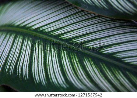 Fresh Green plant leaf for background. Green Christmas backdrop for design art work or add text message.